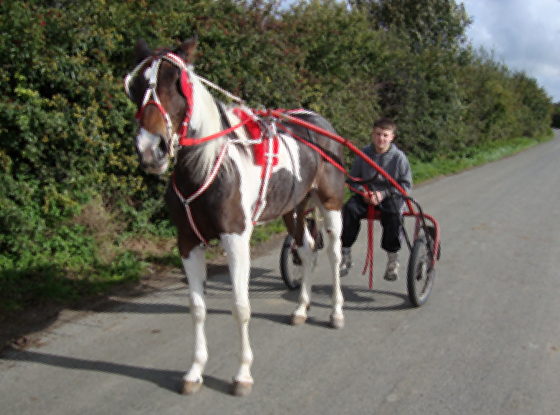 Photo of young Traveller boy with a piebald horse in red harness and cart